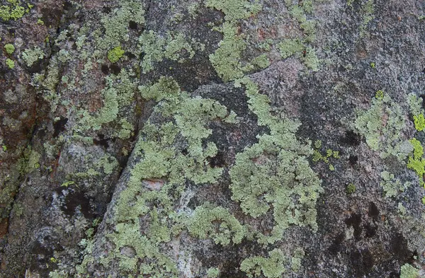 苔で山の石の質感 — ストック写真