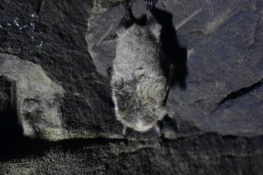 Pipistrelle yarasası (Pipistrellus pipistrellus) karanlık bir evin açık tavanında uçar.