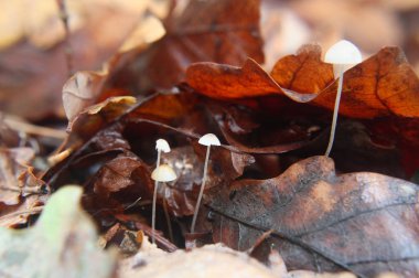 Sonbahar ormandaki genç mantar