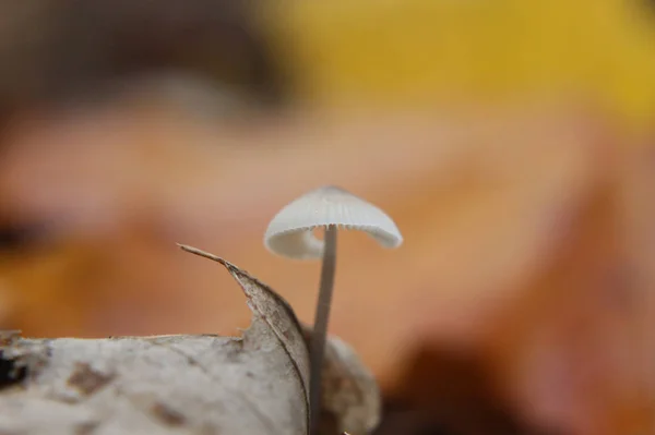 Cogumelos de outono selvagens — Fotografia de Stock