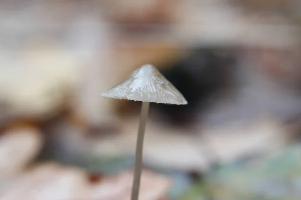 Wild autumn mushrooms — Stock Photo, Image