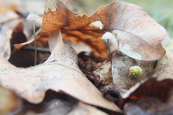 Kahverengi yaprak altında küçük mantar