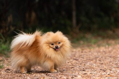 Şirin köpek pomeranian bahçede duruyor ve komik bir yüz ifadesi takınıyor. Mutluluk ve eğlence dolu, seçici odaklanma, köpek dostu kavram..