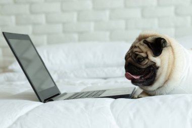 Şirin köpek pug bilgisayar ekranına bakıyor bilgisayar laptopuyla çalışıyor, öğreniyor ve kontrol ediyor.