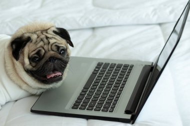 Şirin köpek pug bilgisayar ekranına bakıyor bilgisayar laptopuyla çalışıyor, öğreniyor ve kontrol ediyor.