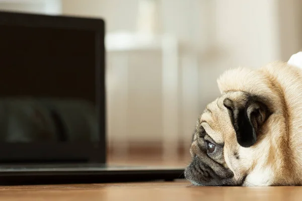 Cute dog Pug on ground looking on computer laptop screen working and typing with computer laptop, Learn and check  job.