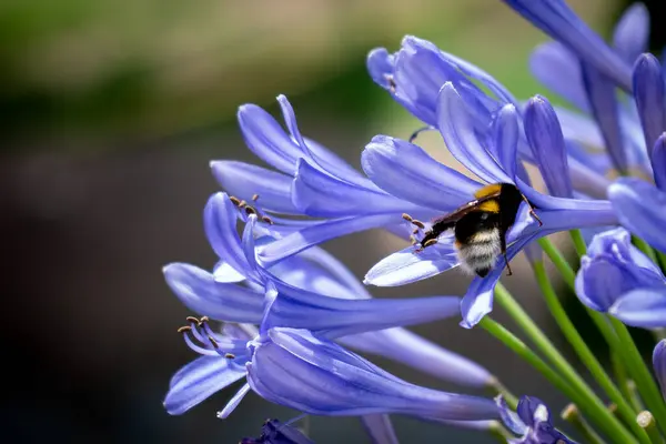 Bahar çiçeğinden nektar toplayan bal arısı