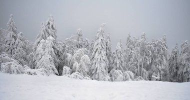 Kış ağaçları, karlı orman