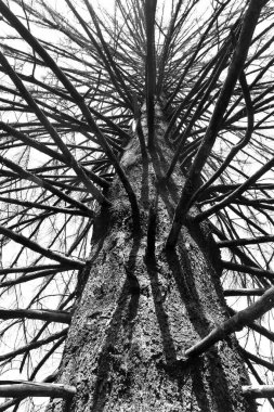 kuru ladin, yukarı bakıyor.