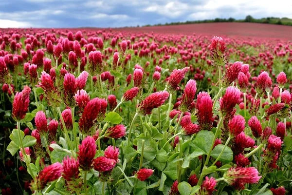 Purple red field. Red clover