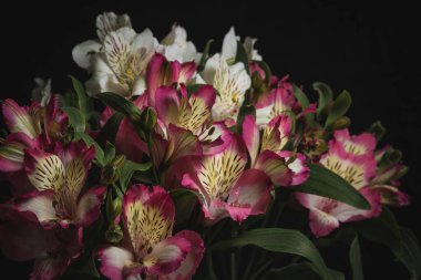 Siyah arkaplanda beyaz ve leylak çiçekleri