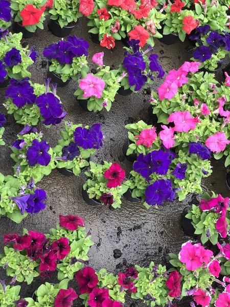 Small Flower Pots Nursery — Stock Photo, Image