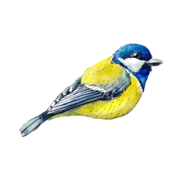 Beautiful Watercolor Illustration Great Tit Isolated White Background Can Used — Stock Photo, Image