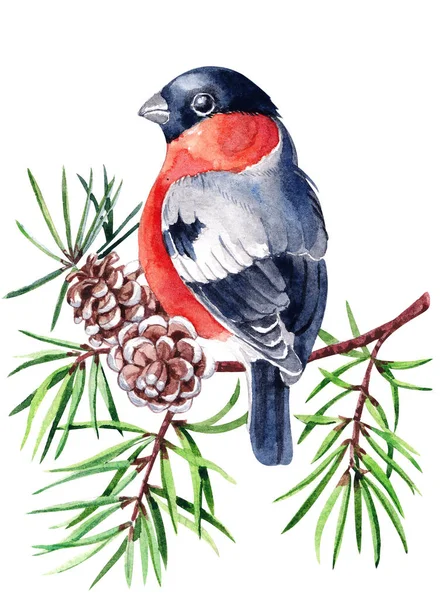 Watercolor Christmas Card Bullfinch Winter Design Hand Painted Bird Pine — Stock Photo, Image