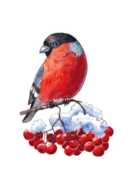 Bullfinch Rowan Tarjeta Navidad Acuarela Con Pinzón Diseño Invernal Pájaro —  Fotos de Stock