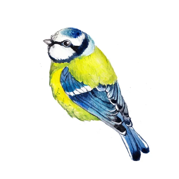 Beautiful Watercolor Illustration Great Tit Isolated White Background Can Used — Stock Photo, Image