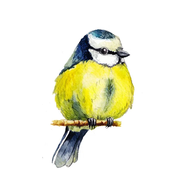 Beautiful Watercolor Illustration Great Tit Isolated White Background Can Used — Stock Photo, Image