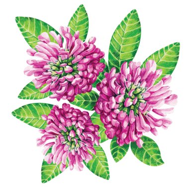 Beyaz arka planda suluboya çizilmiş bir makro üzerindeki yaban mersini çiçeği. Güzel desen.