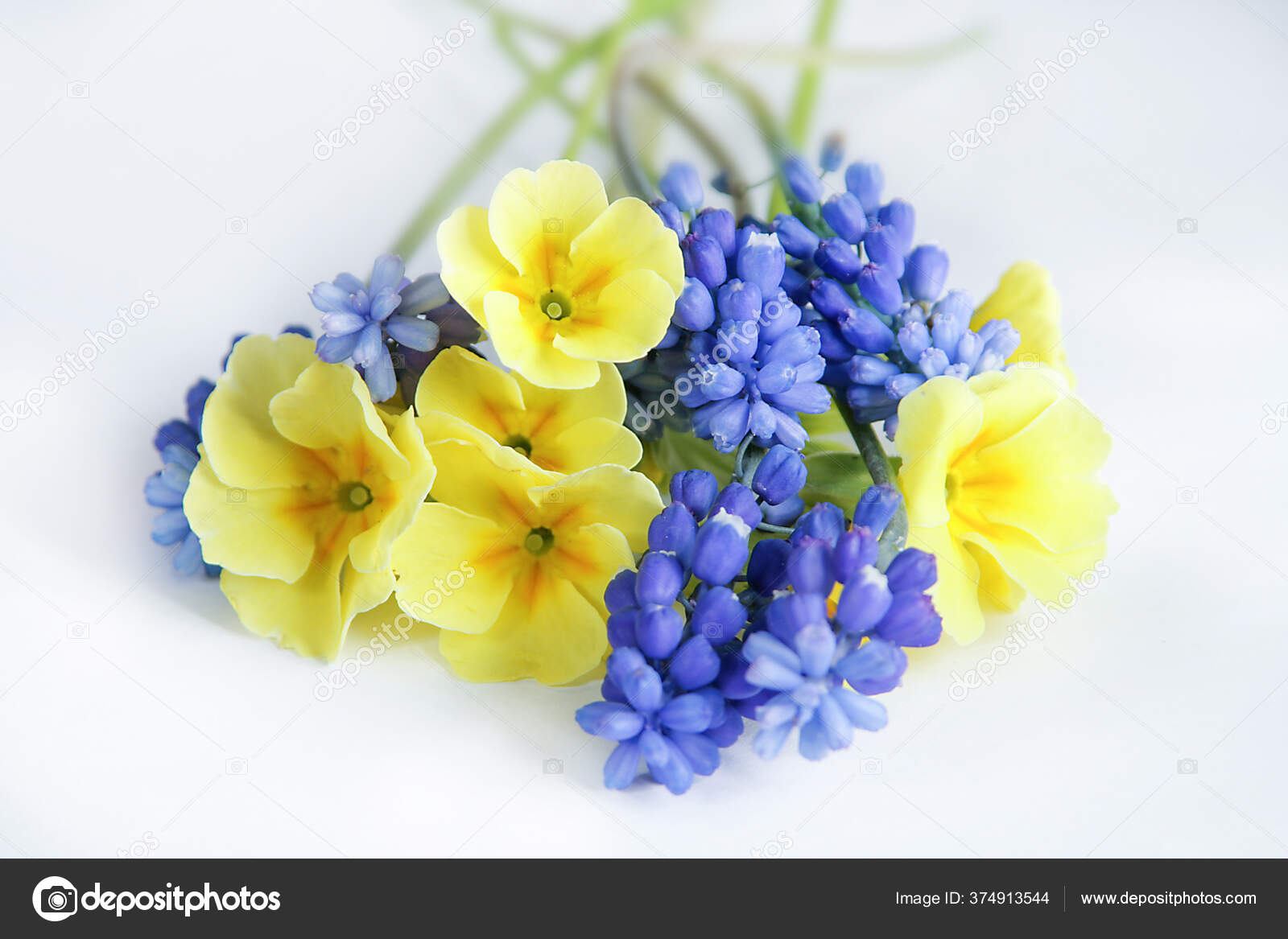 Flores Jacinto Onagra Ratón Sobre Fondo Blanco Hermoso Ramo Miniatura: fotografía de stock © Annetta_BY #374913544 | Depositphotos Flores Jacinto Onagra Ratón Sobre Fondo Blanco Hermoso Ramo Miniatura: fotografía de stock © Annetta_BY #374913544 | Depositphotos