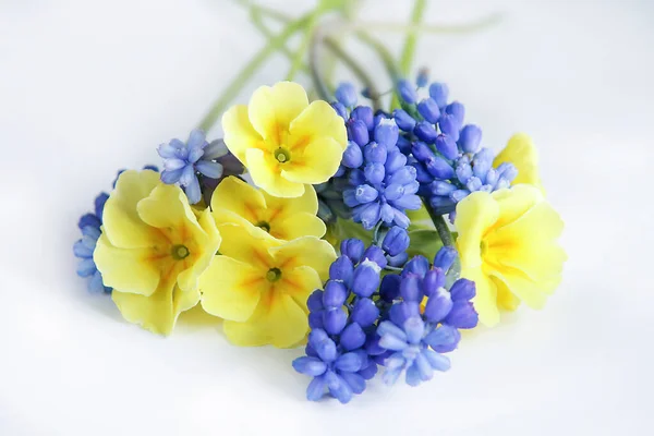 Primrose Mouse Hyacinth Flowers White Background Beautiful Miniature Bouquet — Stock Photo, Image