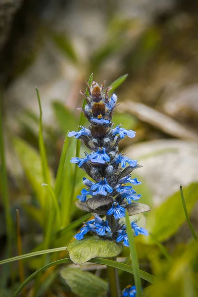 Les Premières Fleurs Printemps Montagnes Bleues Fleurs Ajuga Reptans Une — Photo