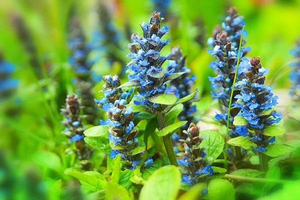 Les Premières Fleurs Printemps Montagnes Bleues Fleurs Ajuga Reptans Une — Photo