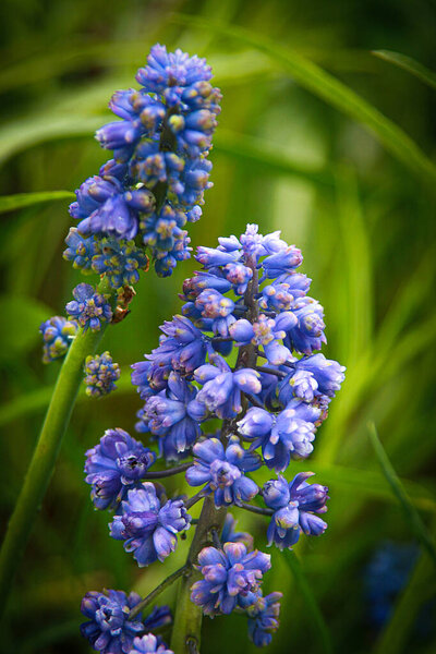Синие почки цветы Muscari armeniacum или виноградный гиацинт. Мышечный гиацинт расцвел ранней весной с первыми теплыми днями
.