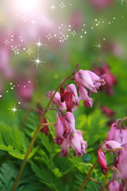 Bahçede büyüyen kalp şeklinde pembe çiçekler. Yeşil arka planda küçük pembe dal çiçekleri. Kanayan kalp pembesi..