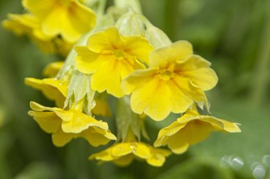 Yeşil arka planda sarı çuha çiçeği. Güzel minyatür buket.
