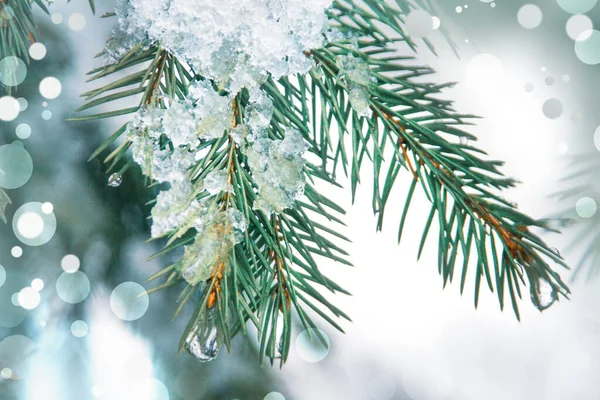 Зимний Рождественский Фон Снежными Еловыми Ветвями Фоне Леса Сосновые Ветви — стоковое фото