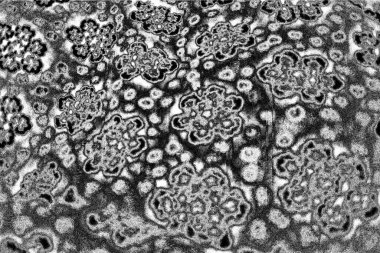 Soyut arkaplan. monokrom dokusu. resim siyah ve beyaz tonları içerir.