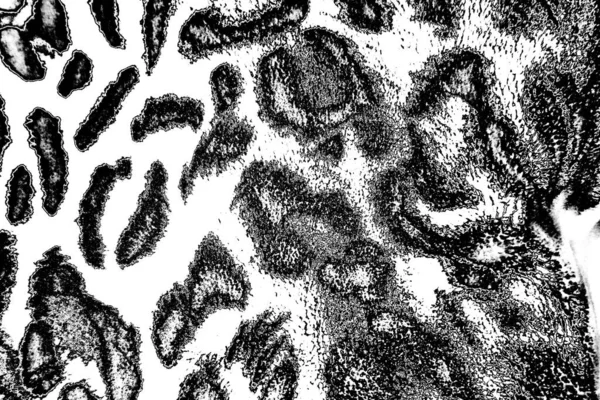 Soyut Arkaplan Monokrom Dokusu Dekoratif Siyah Beyaz Desen — Stok fotoğraf