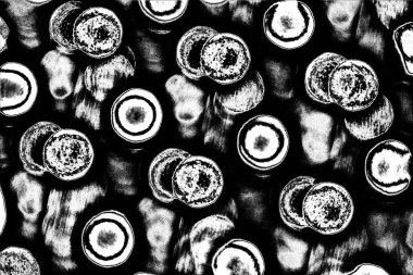 Soyut arkaplan. Monokrom dokusu. Siyah ve beyaz desenli arkaplan. 