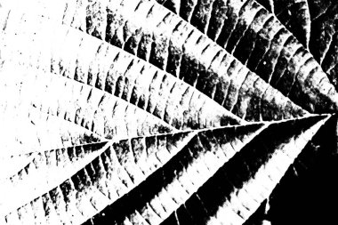 Soyut arkaplan. Monokrom dokusu. Siyah ve beyaz desenli arkaplan. 