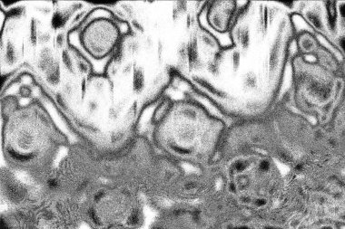 Soyut arkaplan. Monokrom dokusu. Siyah ve beyaz desenli arkaplan. 