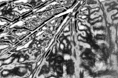 Soyut arkaplan. Monokrom dokusu. Siyah ve beyaz desenli arkaplan. 