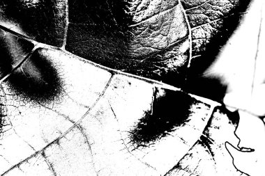 Soyut arkaplan. Monokrom dokusu. Siyah ve beyaz desenli arkaplan. 