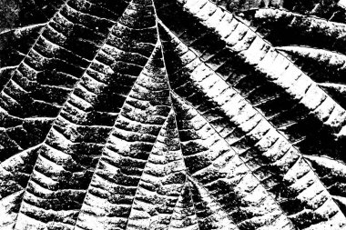 Soyut arkaplan. Monokrom dokusu. Siyah ve beyaz desenli arkaplan. 