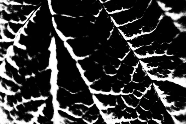 Sfondo Astratto Struttura Monocromatica Bianco Nero Sfondo Strutturato — Foto Stock