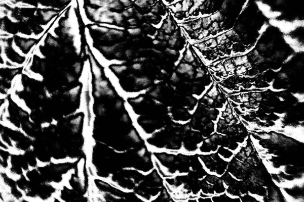 Sfondo Astratto Struttura Monocromatica Bianco Nero Sfondo Strutturato — Foto Stock