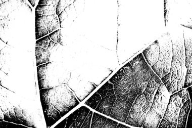 Soyut arkaplan. Monokrom dokusu. Siyah ve beyaz desenli arkaplan. 