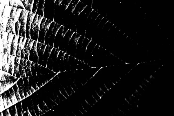 Abstracte Achtergrond Monochrome Textuur Zwart Wit Textuur Achtergrond — Stockfoto