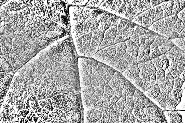 抽象的な背景 モノクロームの質感 黒と白の質感の背景 — ストック写真