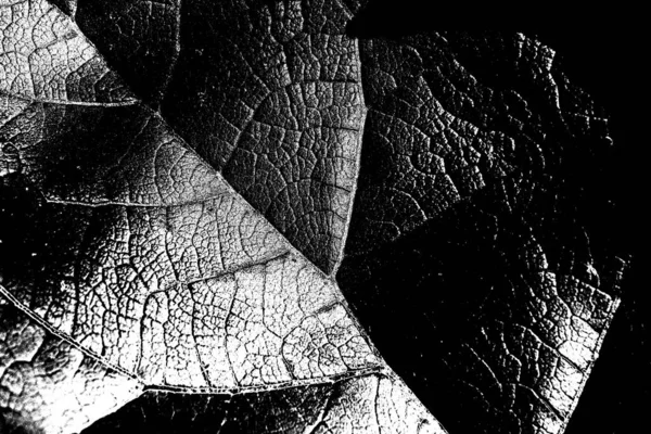 Abstracte Achtergrond Monochrome Textuur Zwart Wit Textuur Achtergrond — Stockfoto