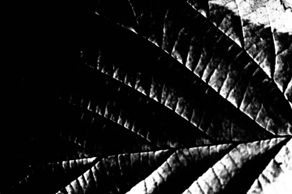 Fondo Abstracto Textura Monocromática Fondo Texturizado Blanco Negro —  Fotos de Stock