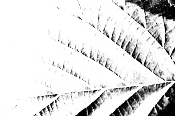 Contexte Abstrait Texture Monochrome Fond Texturé Noir Blanc — Photo