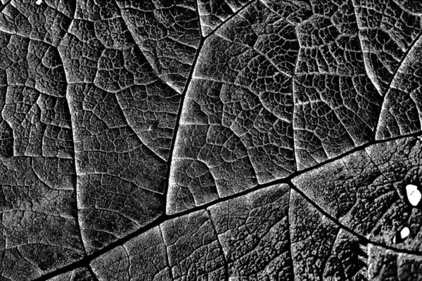 Contexte Abstrait Texture Monochrome Fond Texturé Noir Blanc — Photo