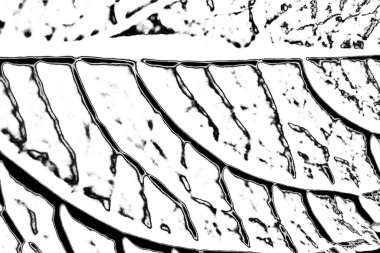 Soyut arkaplan. Monokrom dokusu. Siyah ve beyaz desenli arkaplan. 