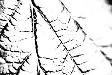 Soyut arkaplan. Monokrom dokusu. Siyah ve beyaz desenli arkaplan. 