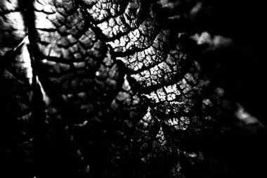 Soyut arkaplan. Monokrom dokusu. Siyah ve beyaz desenli arkaplan. 